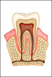 Root Canals in Oakville, MO